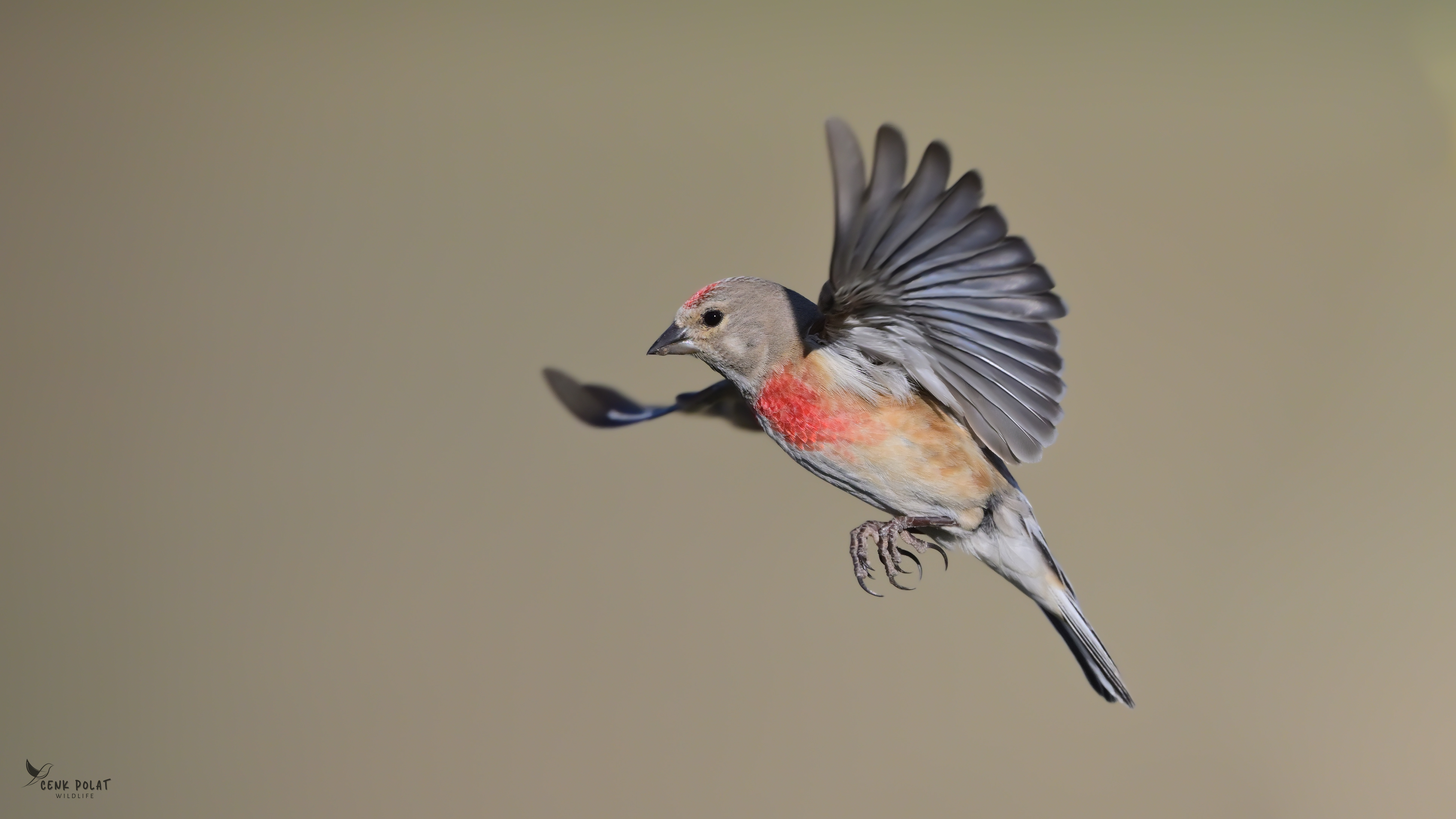 Eurasian Linnet